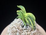 청해금 靑海錦 Seikai Nishiki