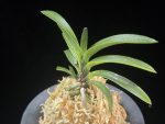 음풍 吟風 Ginpu