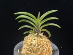 음풍 吟風 Ginpu