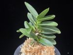 천옥보 天玉宝 Tengyokuho