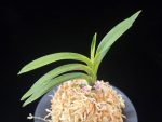 려인 麗人 Ryeoin (Ruby root)