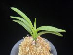 려인 麗人 Ryeoin (Ruby root)