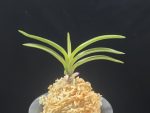 려인 麗人 Ryeoin (Ruby root)