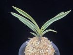 수백 琇白 Subaek