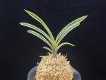 수백 琇白 Subaek