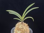 수백 琇白 Subaek