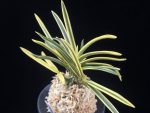 천혜복륜 天恵覆輪 Tenkei Fukurin