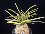 천혜복륜 天恵覆輪 Tenkei Fukurin