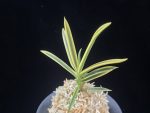 천혜복륜 天恵覆輪 Tenkei Fukurin