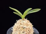 자미성 紫微星 Jamiseong (Sibisei)