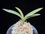 자미성 紫微星 Jamiseong (Sibisei)