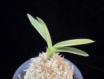 자미성 紫微星 Jamiseong (Sibisei)