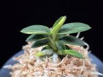 취월호 翠月湖 Chwiwolho(Seedling)