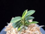 취월호 翠月湖 Chwiwolho(Seedling)