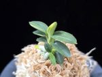 취월호 翠月湖 Chwiwolho(Seedling)