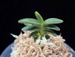 취월호 翠月湖 Chwiwolho(Seedling)
