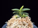 취월호 翠月湖 Chwiwolho(Seedling)