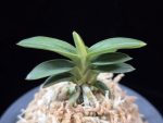 취월호 翠月湖 Chwiwolho(Seedling)