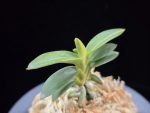 취월호 翠月湖 Chwiwolho(Seedling)