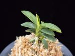 취월호 翠月湖 Chwiwolho(Seedling)