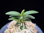 취월호 翠月湖 Chwiwolho(Seedling)