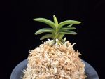 취월호 翠月湖 Chwiwolho(Seedling)