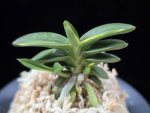 취월호 翠月湖 Chwiwolho(Seedling)