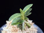 취월호 翠月湖 Chwiwolho(Seedling)