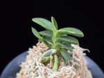취월호 翠月湖 Chwiwolho(Seedling)