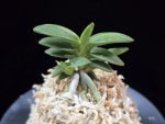 취월호 翠月湖 Chwiwolho(Seedling)