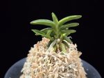 취월호 翠月湖 Chwiwolho(Seedling)