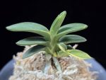 취월호 翠月湖 Chwiwolho(Seedling)