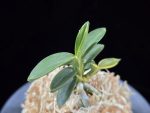 취월호 翠月湖 Chwiwolho(Seedling)