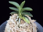 취월호 翠月湖 Chwiwolho(Seedling)