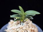 취월호 翠月湖 Chwiwolho(Seedling)