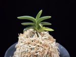 취월호 翠月湖 Chwiwolho(Seedling)