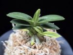 취월호 翠月湖 Chwiwolho(Seedling)