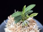 취월호 翠月湖 Chwiwolho(Seedling)