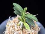 취월호 翠月湖 Chwiwolho(Seedling)