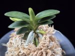 취월호 翠月湖 Chwiwolho(Seedling)
