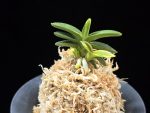 취월호 翠月湖 Chwiwolho(Seedling)