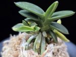 취월호 翠月湖 Chwiwolho(Seedling)