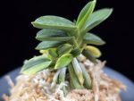 취월호 翠月湖 Chwiwolho(Seedling)