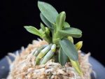 취월호 翠月湖 Chwiwolho(Seedling)
