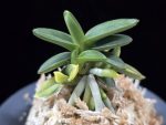 취월호 翠月湖 Chwiwolho(Seedling)