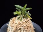 취월호 翠月湖 Chwiwolho(Seedling)