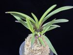 대하 大河 Daeha(Taiga) (Ruby root)