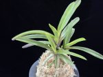 대하 大河 Daeha(Taiga) (Ruby root)