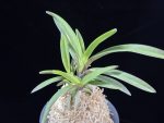 대하 大河 Daeha(Taiga) (Ruby root)