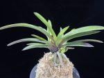대하 大河 Daeha(Taiga) (Ruby root)